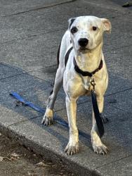 Found/Stray Female Dog last seen Near 26th Avenue, Oakland, CA, 94601, Oakland, CA 94601