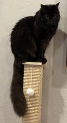 Lost Female Cat last seen St. James between 8th and 9th, San Jose, CA 95112