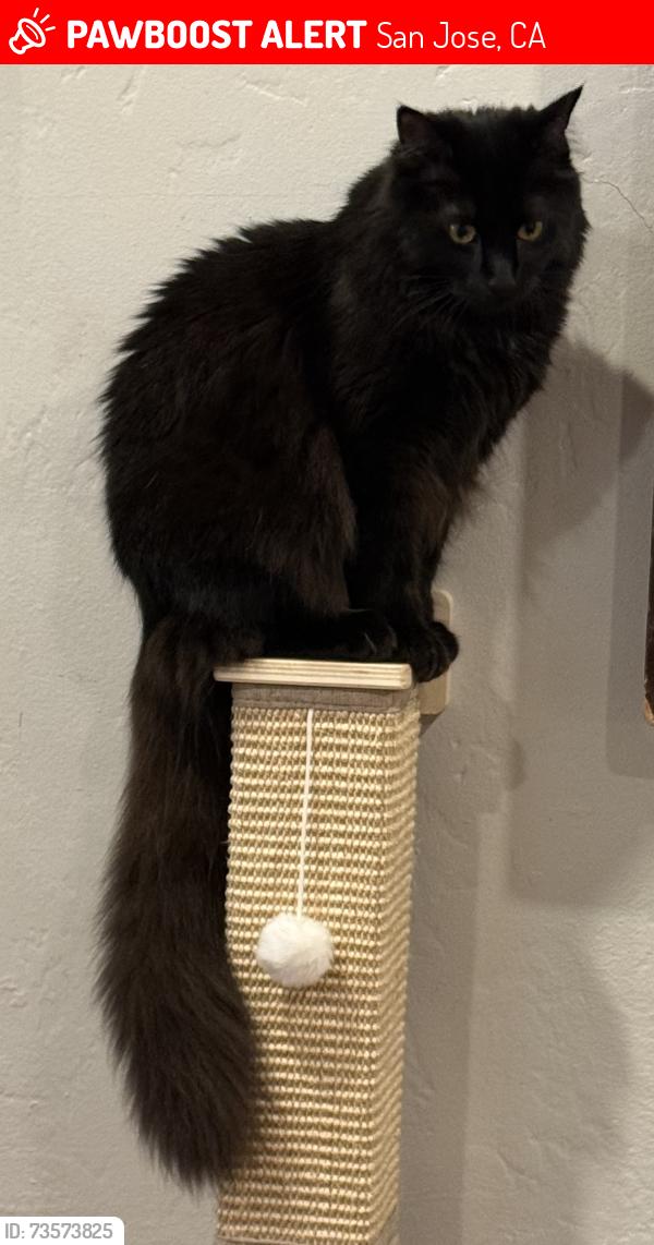 Lost Female Cat last seen St. James between 8th and 9th, San Jose, CA 95112