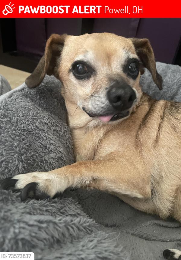 Lost Female Dog last seen Near park woods lane, Powell, OH 43065