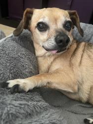 Lost Female Dog last seen Near park woods lane, Powell, OH 43065