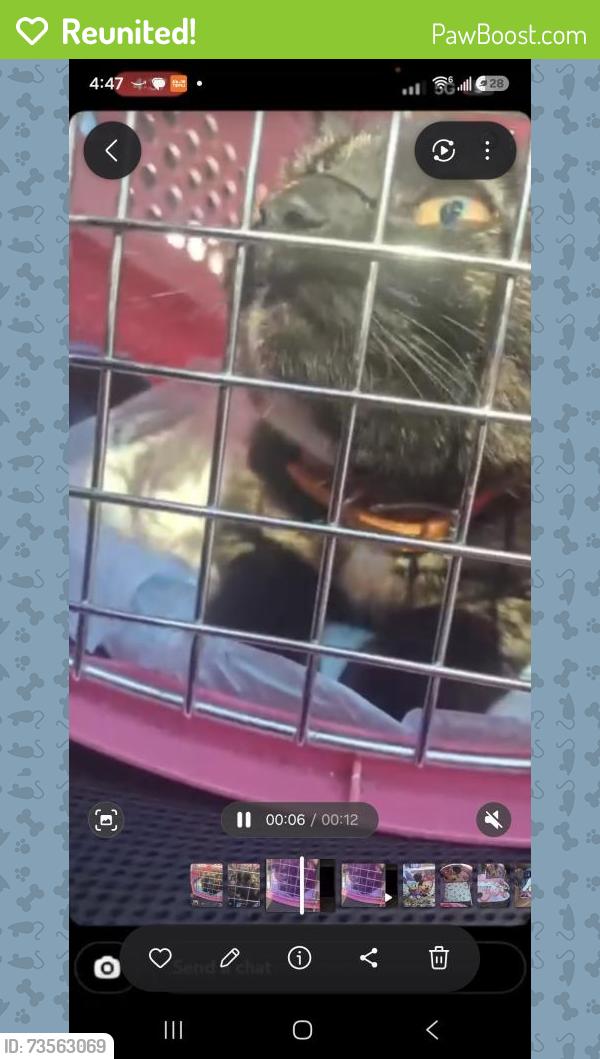 Reunited Female Cat last seen Daisy lane and Huntingdon rd, Kunkletown, PA 18058