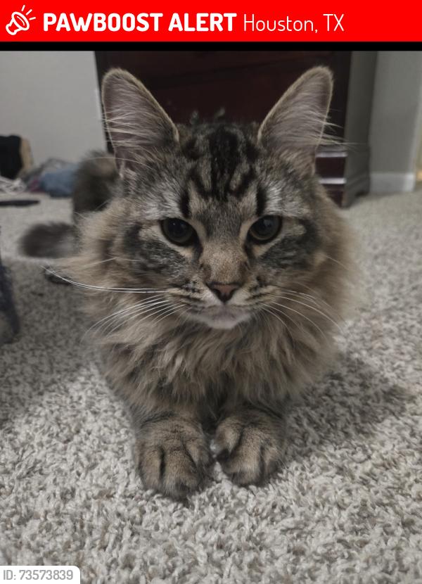 Lost Male Cat last seen Pollo Campero, Houston, TX 77060