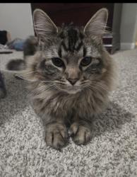 Lost Male Cat last seen Pollo Campero, Houston, TX 77060