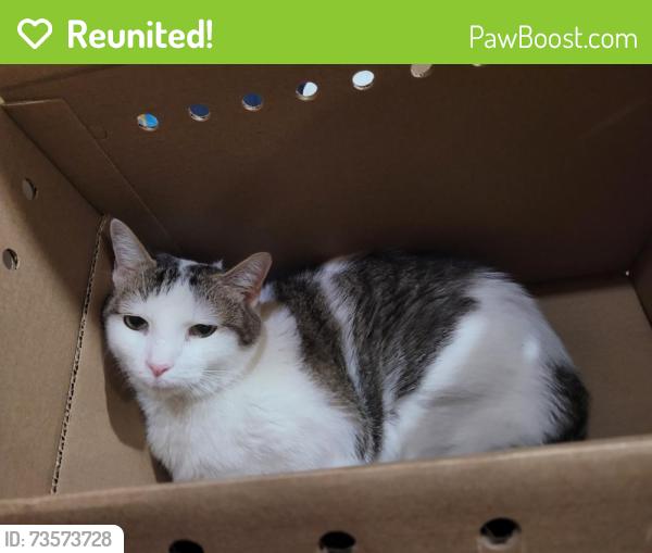 Reunited Male Cat last seen Tyson & Keystone, Philadelphia, PA 19135