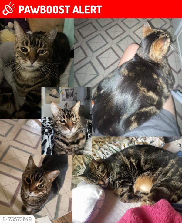 Lost Male Cat last seen 18 mile & Hayes, Clinton Township, MI 48038