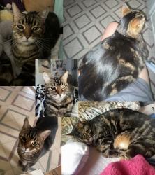Lost Male Cat last seen 18 mile & Hayes, Clinton Township, MI 48038