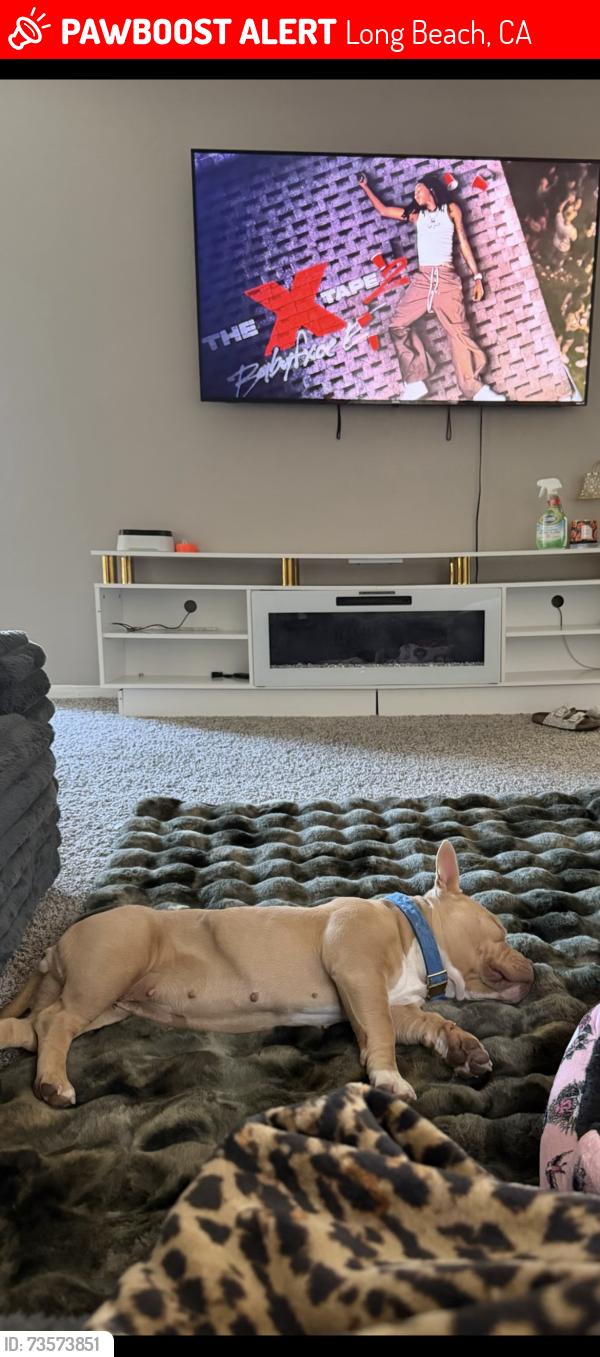 Lost Female Dog last seen Near hotel rooms on Long Beach blvd, Long Beach, CA 90807