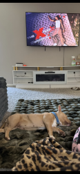 Lost Female Dog last seen Near hotel rooms on Long Beach blvd, Long Beach, CA 90807