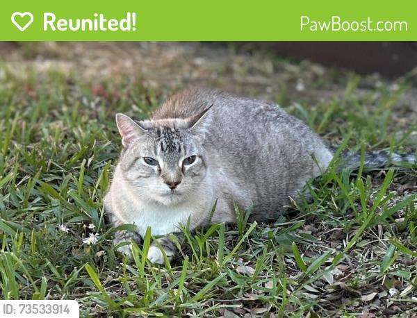 Reunited Unknown Cat last seen Near Brook Ridge Ave, Allen, TX 75002, USA, Allen, TX 75002