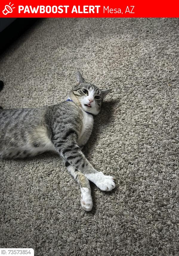 Lost Male Cat last seen Sossaman and University, Mesa, AZ 85207