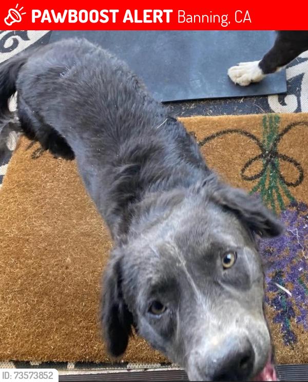 Lost Male Dog last seen Sunset Ave. and Christopher Ln., Banning, CA 92220
