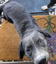 Lost Male Dog last seen Sunset Ave. and Christopher Ln., Banning, CA 92220
