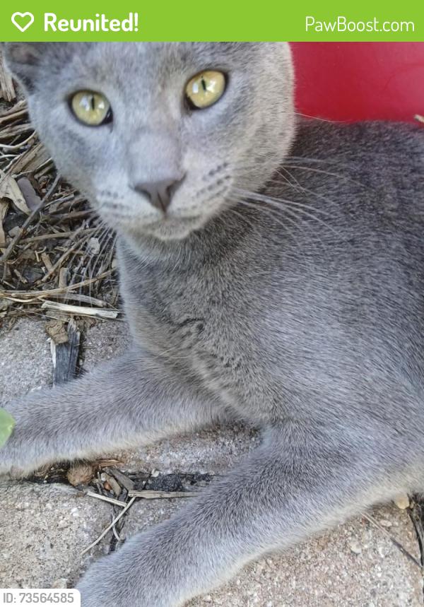 Reunited Male Cat last seen Bosque Dr/ Toyah Creek, Garland, TX 75040