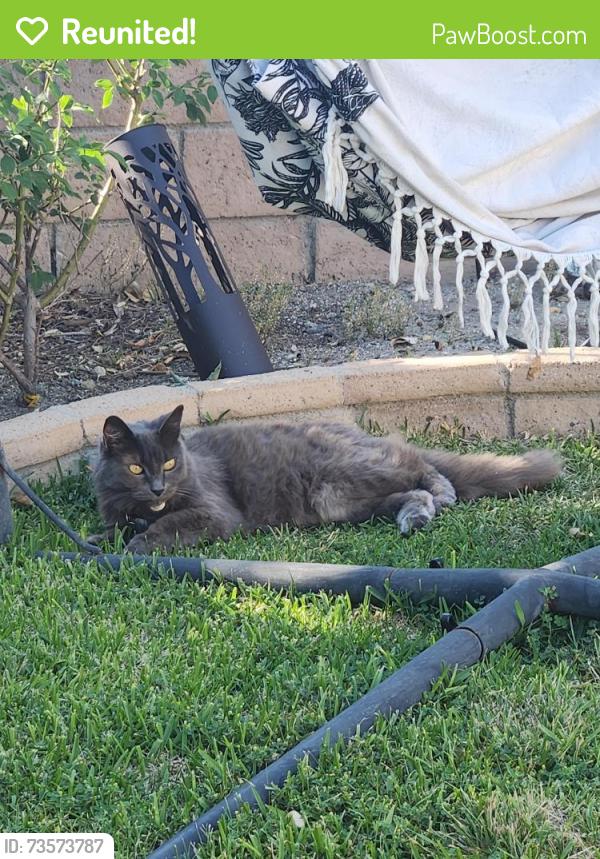 Reunited Female Cat last seen Whispering Hills, Lake Forest, CA 92630