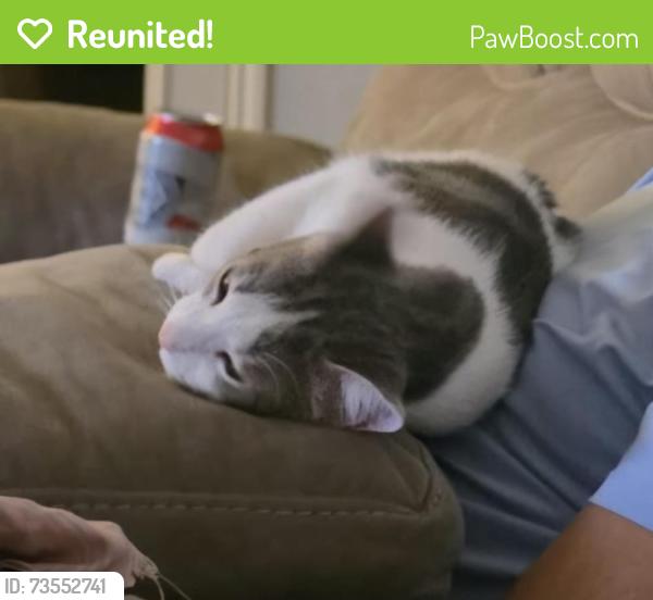Reunited Male Cat last seen Hector Dr, Killeen, TX 76549