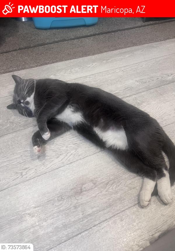 Lost Male Cat last seen Papago Rd & White Dr., Maricopa, AZ 85139