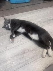 Lost Male Cat last seen Papago Rd & White Dr., Maricopa, AZ 85139