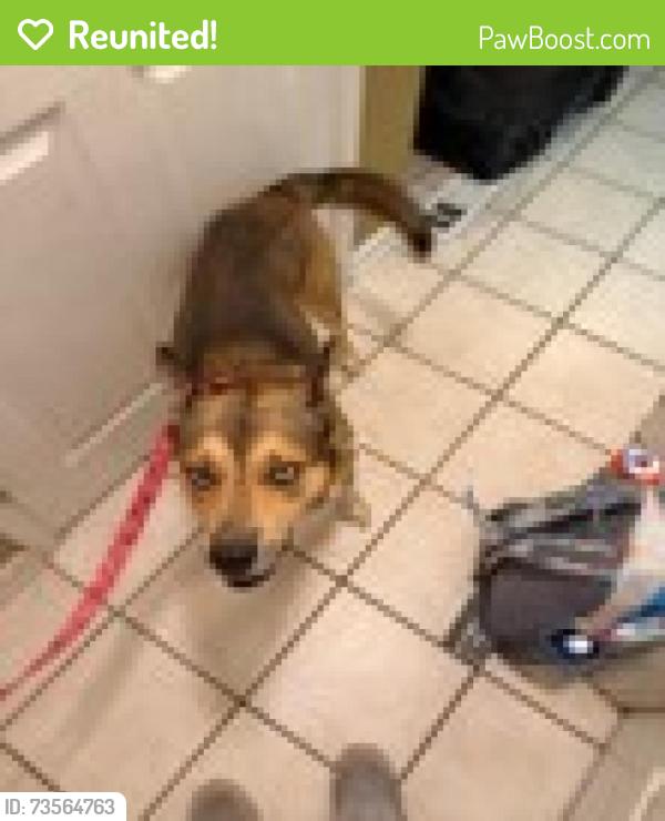 Reunited Male Dog last seen AT BALL PARK IN LITHIA SPRINGS, Lithia Springs, GA 30122