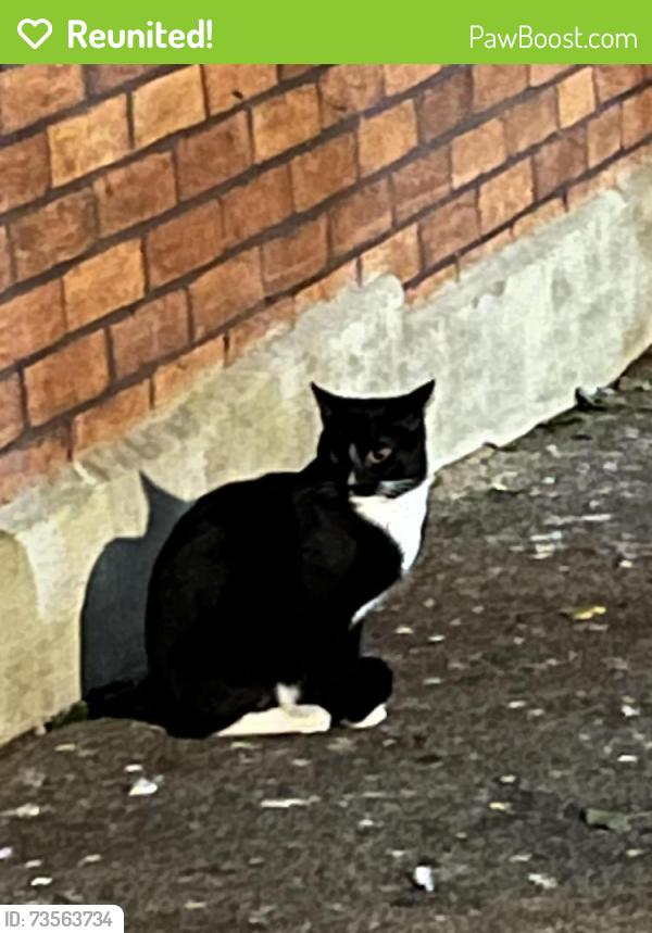 Reunited Female Cat last seen Near Pimlico - near taro restraunt, Pimlico, England 