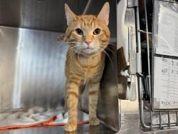 Shelter Stray Male Cat last seen Apt 31,2035 7th Avenue, NEW YORK, NY, 10027, 326 E 110th St, New York, NY 10029, USA