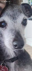 Reunited Male Dog last seen Publix on 84 and 136, Davie, FL 33325