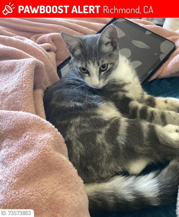 Lost Male Cat last seen Near Trenton St, San Pablo, Richmond, CA 94806
