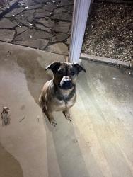Found/Stray Female Dog last seen Nick Davis Rd, athens, al, Athens, AL 35613