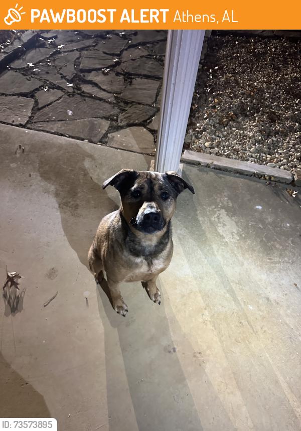 Found/Stray Female Dog last seen Nick Davis Rd, athens, al, Athens, AL 35613