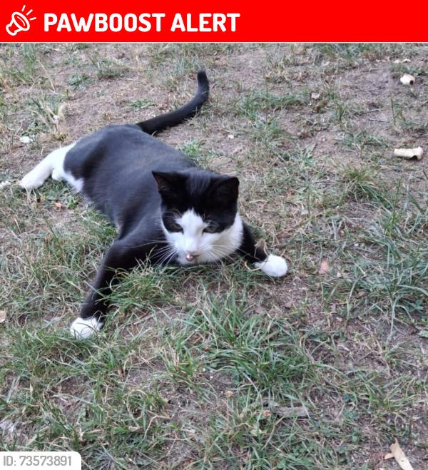 Lost Female Cat last seen Radcliffe way Northolt London, Greater London, England 