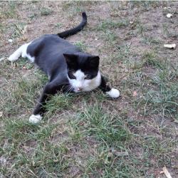 Lost Female Cat last seen Radcliffe way Northolt London, Greater London, England 