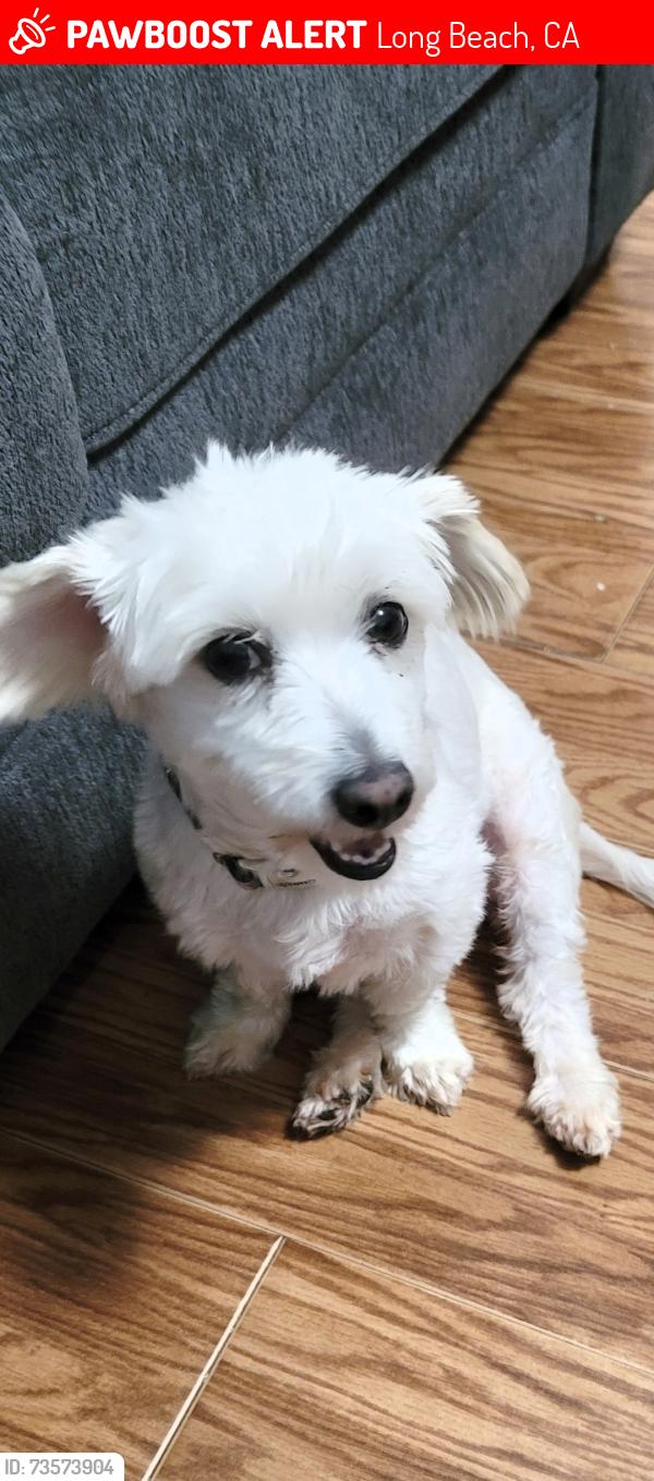 Lost Female Dog last seen 55th or market, Long Beach, CA 90805