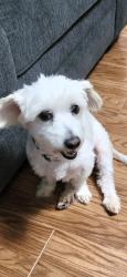 Lost Female Dog last seen 55th or market, Long Beach, CA 90805