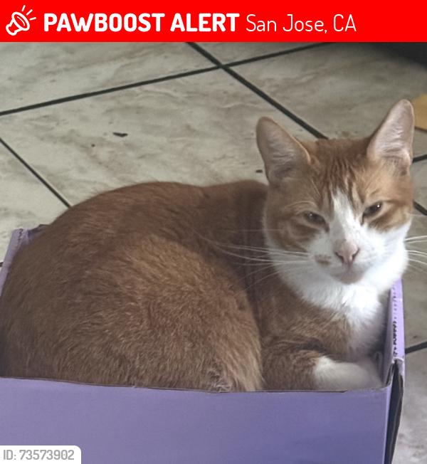 Lost Male Cat last seen East mission st, San Jose, CA 95112