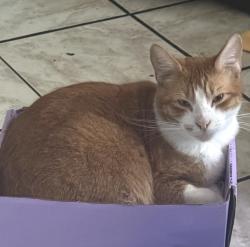 Lost Male Cat last seen East mission st, San Jose, CA 95112