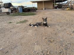 Lost Male Cat last seen Papago Rd and White Dr, Maricopa, AZ 85139