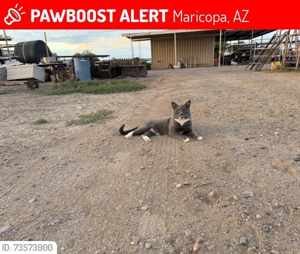 Lost Male Cat last seen Papago Rd and White Dr, Maricopa, AZ 85139