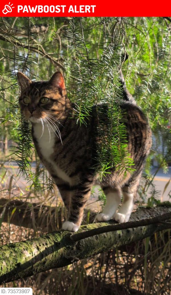Lost Female Cat last seen Near Keil st, White Rock, BC V4B 4V5