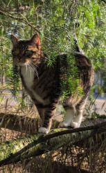 Lost Female Cat last seen Near Keil st, White Rock, BC V4B 4V5