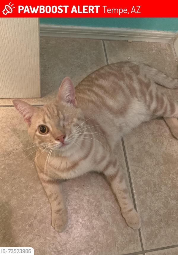 Lost Male Cat last seen Rio Salado Pkway & Evergreen Rd, Tempe, AZ 85288