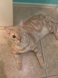 Lost Male Cat last seen Rio Salado Pkway & Evergreen Rd, Tempe, AZ 85288