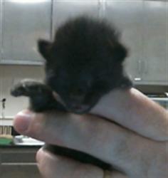 Shelter Stray Female Cat last seen WOODKNOLL WAY/PARADISE DR, 95608, 3839 Bradshaw Rd, Sacramento, CA 95827, USA