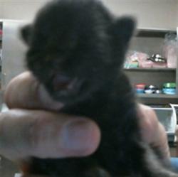 Shelter Stray Male Cat last seen WOODKNOLL WAY/PARADISE DR, 95608, 3839 Bradshaw Rd, Sacramento, CA 95827, USA