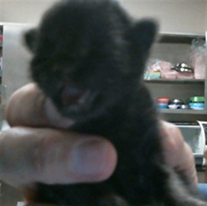 Shelter Stray Male Cat last seen WOODKNOLL WAY/PARADISE DR, 95608, 3839 Bradshaw Rd, Sacramento, CA 95827, USA