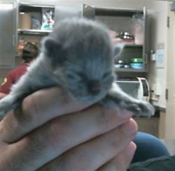 Shelter Stray Female Cat last seen WOODKNOLL WAY/PARADISE DR, 95608, 3839 Bradshaw Rd, Sacramento, CA 95827, USA