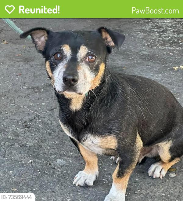 Reunited Male Dog last seen Pleasant Hill Park, Pleasant Hill, CA 94523