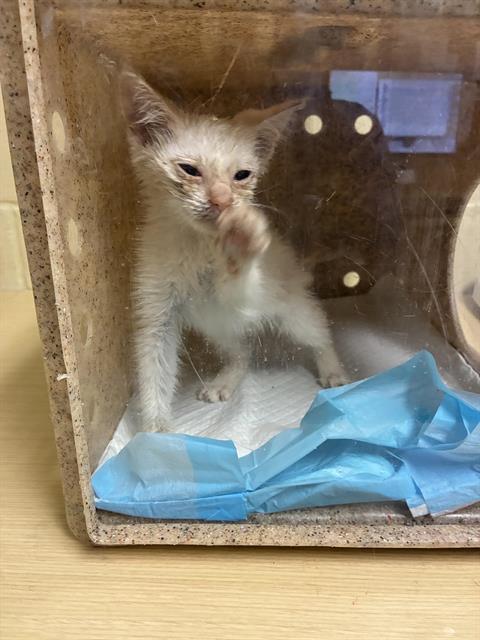 Shelter Stray Male Cat last seen MCMAHON DR & 55TH ST, 2127 Front St, Sacramento, CA 95818, USA