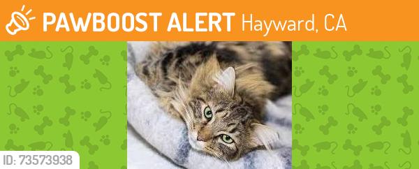 Found/Stray Male Cat last seen Across Paris baguette off mission, Hayward, CA 94544