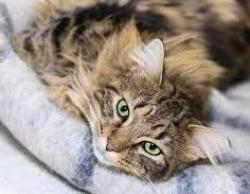Found/Stray Male Cat last seen Across Paris baguette off mission, Hayward, CA 94544