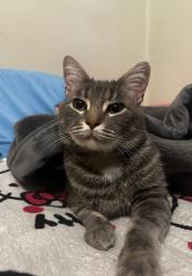 Lost Male Cat last seen La Matheson secondary, Surrey, BC V3V 1P9